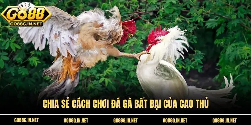 Chia sẻ cách chơi đá gà bất bại của cao thủ