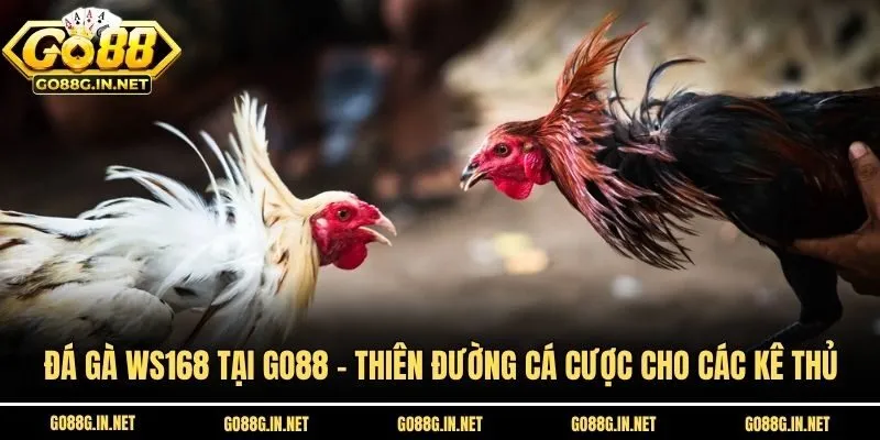 Đá Gà WS168 Tại Go88 - Thiên Đường Cá Cược Cho Các Kê Thủ