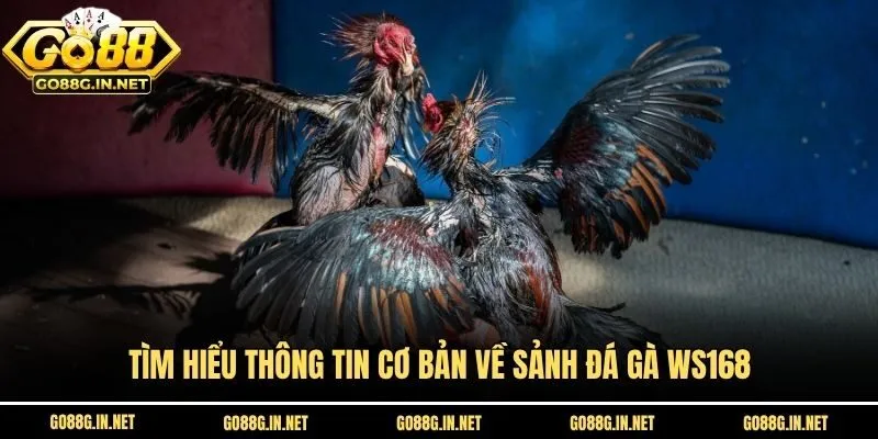 Tìm hiểu thông tin cơ bản về sảnh đá gà WS168